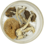 African Cubensis (Panaeolus africanus) | Shroomyz Canada