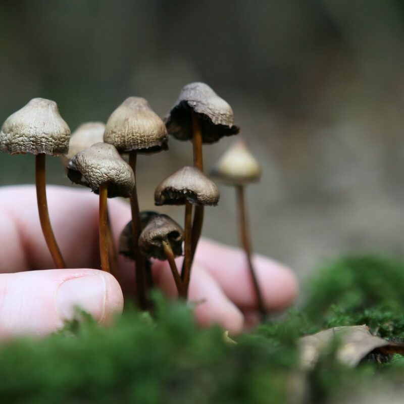 Guide to Magic Mushrooms | Shroomyz Canada
