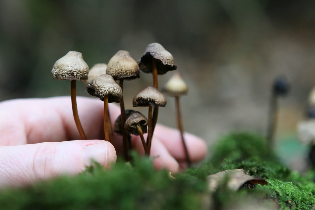 The Growth Network of Psychedelic Mushrooms