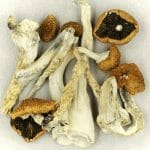 Creeper | Shroomyz Canada