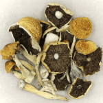 Penis Envy Cubensis | Shroomyz Canada