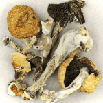Thai Elephant | Shroomyz Canada
