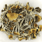 Daddy Long Legs | Shroomyz Canada