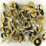 Puerto Rican | Shroomyz Canada