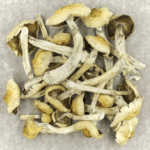 Blue Magnolia Rust | Shroomyz Canada
