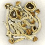 Texas Yellow Cap | Shroomyz Canada