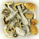 Vietnamese | Shroomyz Canada