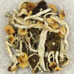 Cuban | Shroomyz Canada