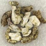 White Burma | Shroomyz Canada
