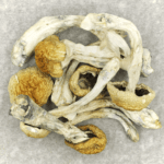 Chitwan Nepal | Shroomyz Canada