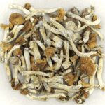 Florida White | Shroomyz Canada