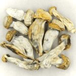 Melmac | Shroomyz Canada