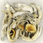 Treasure Coast | Shroomyz Canada