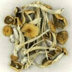 Mexicana | Shroomyz Canada