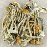 Amazonian Cubensis | Shroomyz Canada