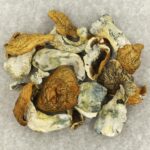 King Kong | Shroomyz Canada