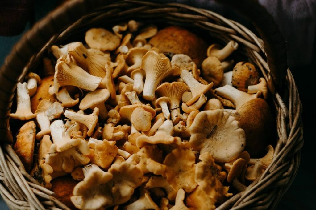 How to Store Shrooms Properly Buy shrooms online Shroomyz Canada