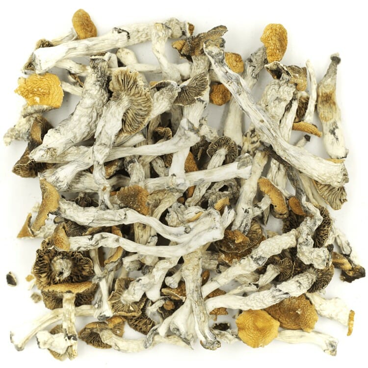 What are the Best Shrooms Online? Mush Golden Teacher at Shroomyz Canada