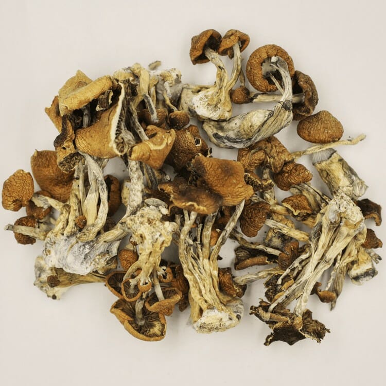 Psilocybe Cubensis at Shroomyz Canada