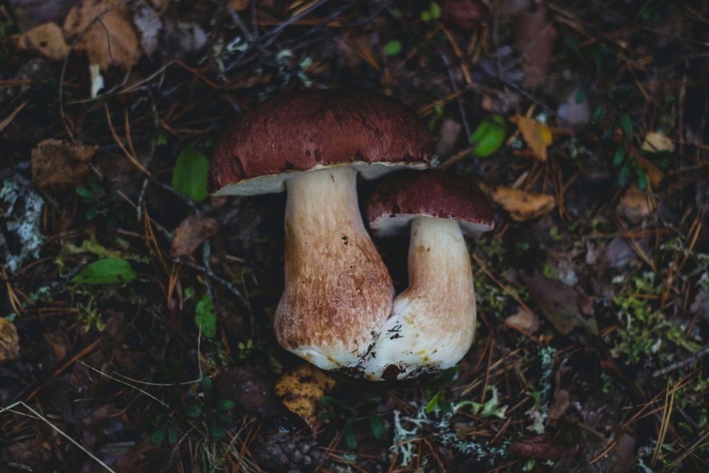 Looking for High-Quality Magic Mushrooms? Choose Shroomyz Canada Amazonian Cubensis at Shroomyz Canada