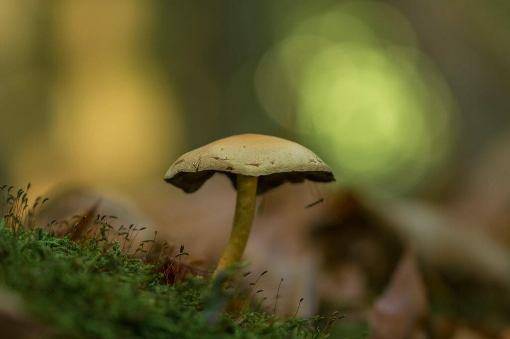 psilocybe cubensis at Shroomyz Canada