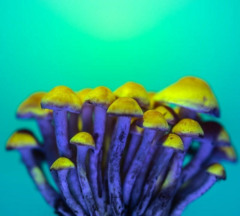 LSD Edibles | Shroomyz Canada
