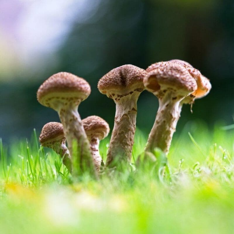 Mushroom Dispensary | Shroomyz Canada