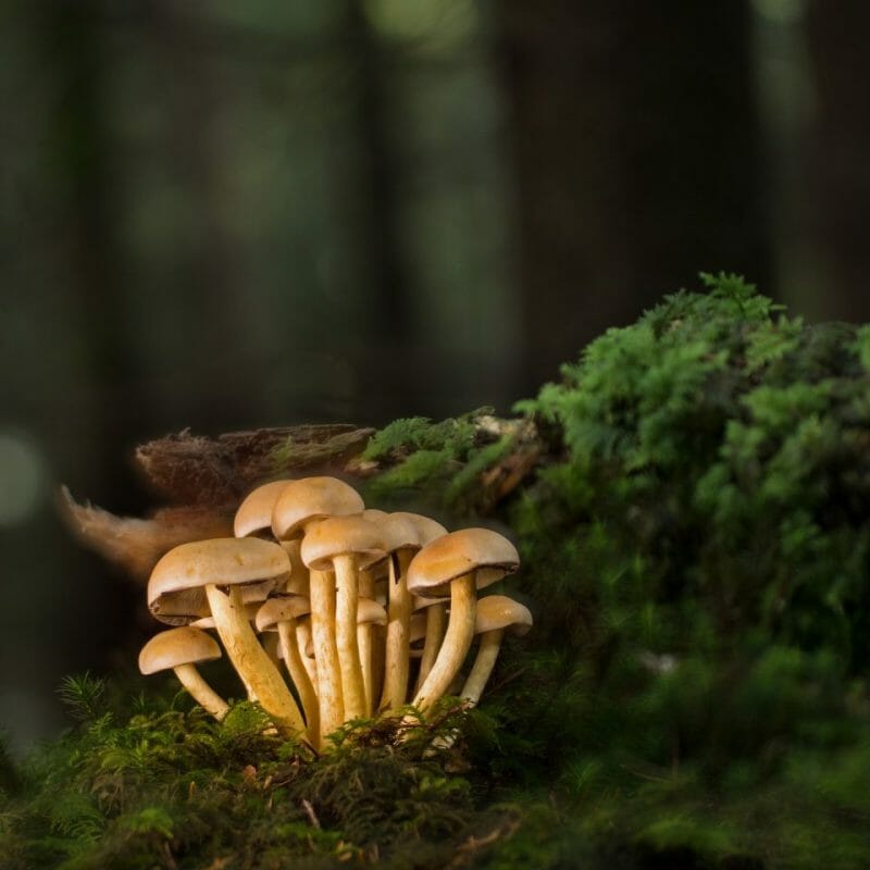 Strongest Mushroom Strains | Shroomyz Canada