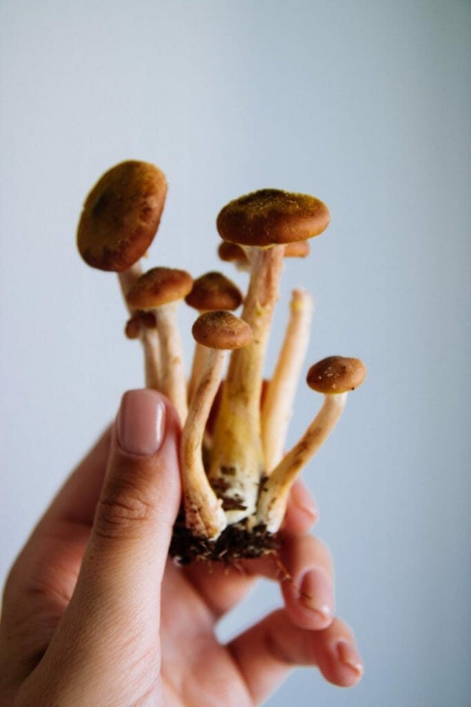 The Broad Range of Benefits Magic Mushrooms Offer Beyond Physical Health Mushroom dispensary benefits
