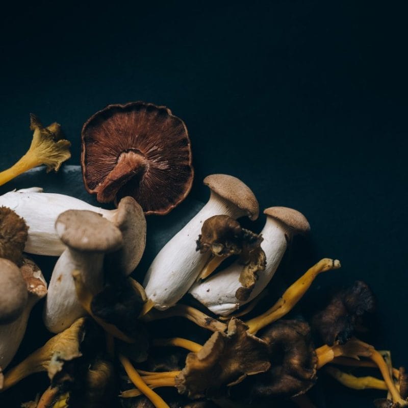 Dried Shrooms | Shroomyz Canada