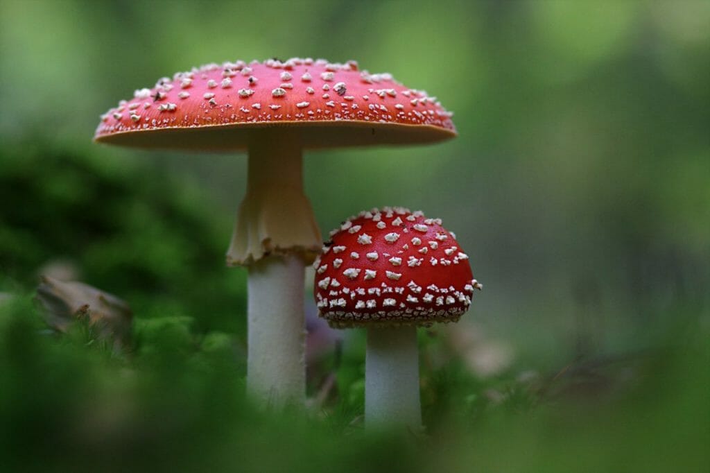 An Array of Shroom Products From Magic Mushroom Dispensary Magic Mushroom Dispensary
