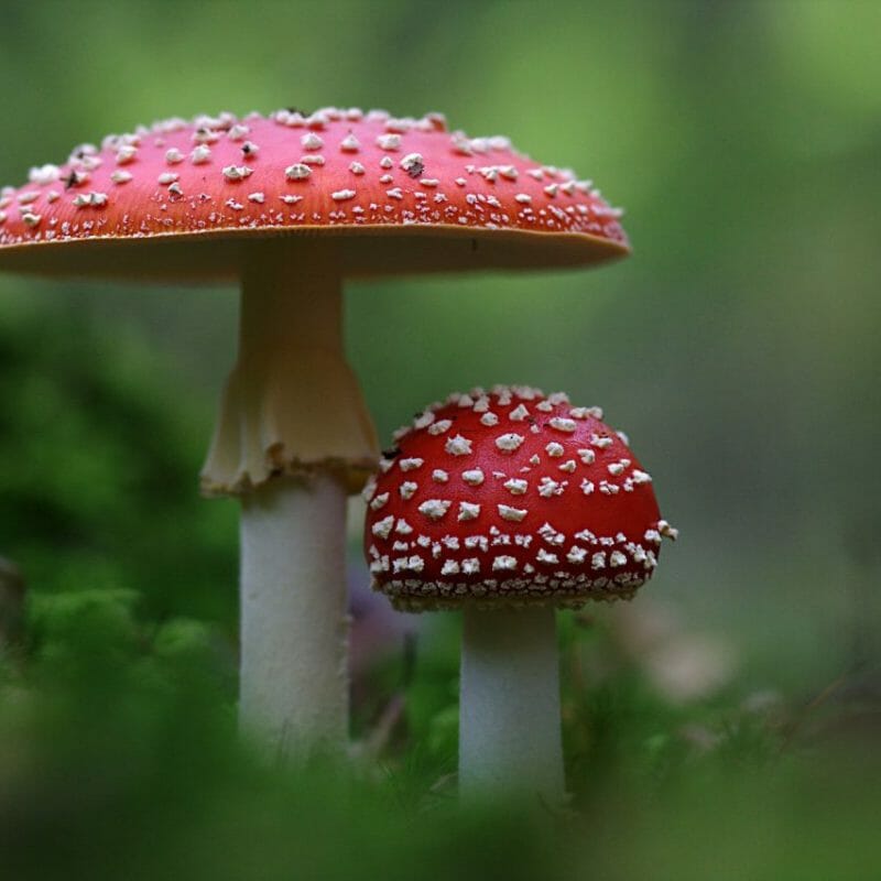 Magic Mushrooms Canada | Shroomyz Canada