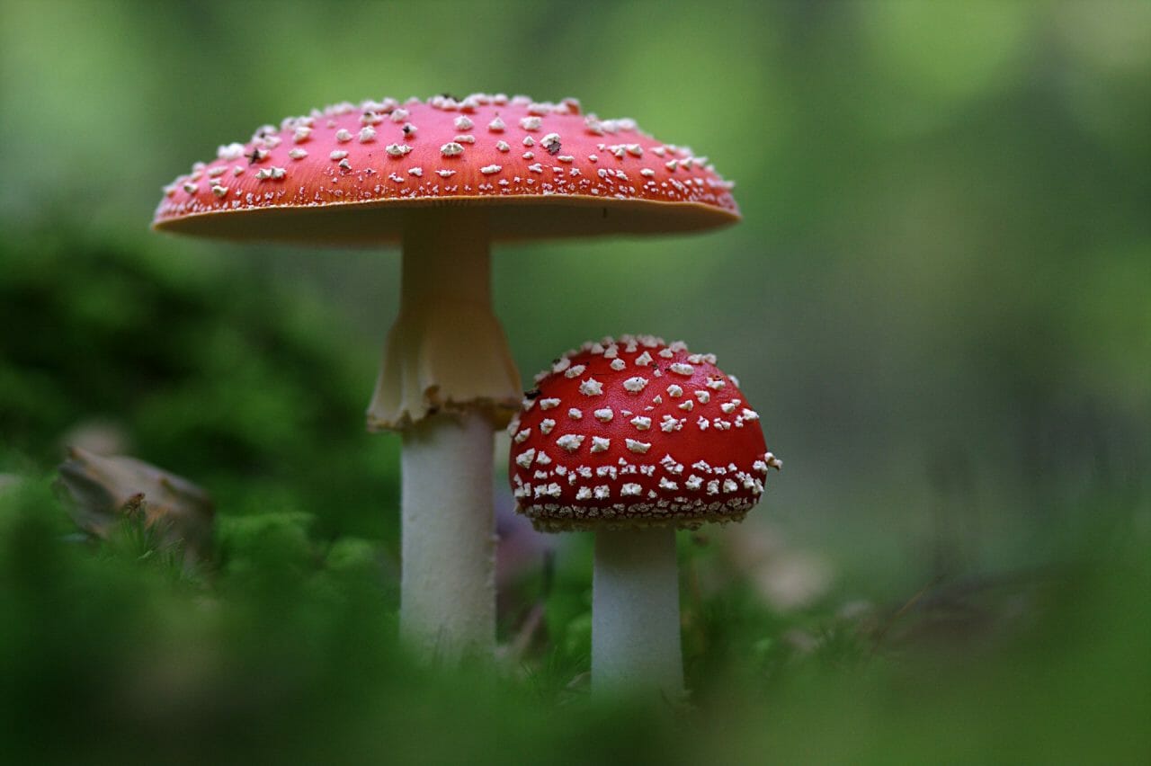 The Ascendancy of Magic Mushrooms in Canada: Prime Varieties to Sample