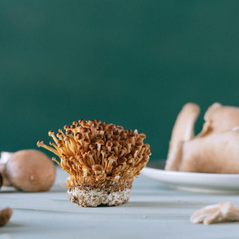 Buy Magic Mushroom | Shroomyz Canada