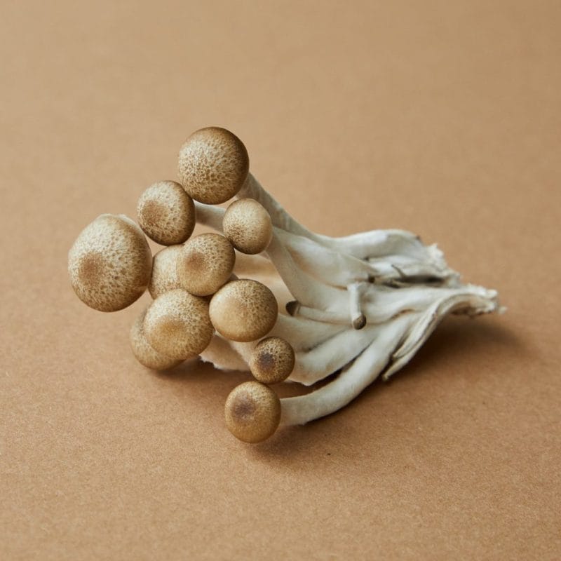strongest mushroom strain | Shroomyz Canada