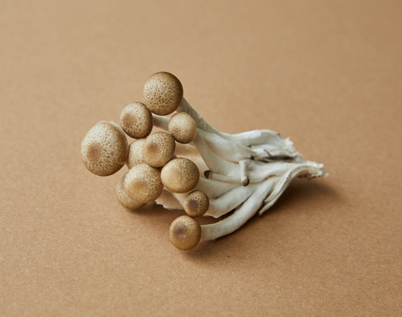 Examining Penis Envy: An In-depth Analysis of the Potent Mushroom Strain