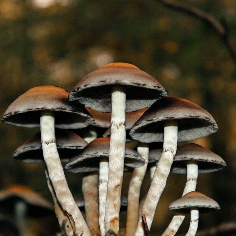 Microdose Mushrooms | Shroomyz Canada