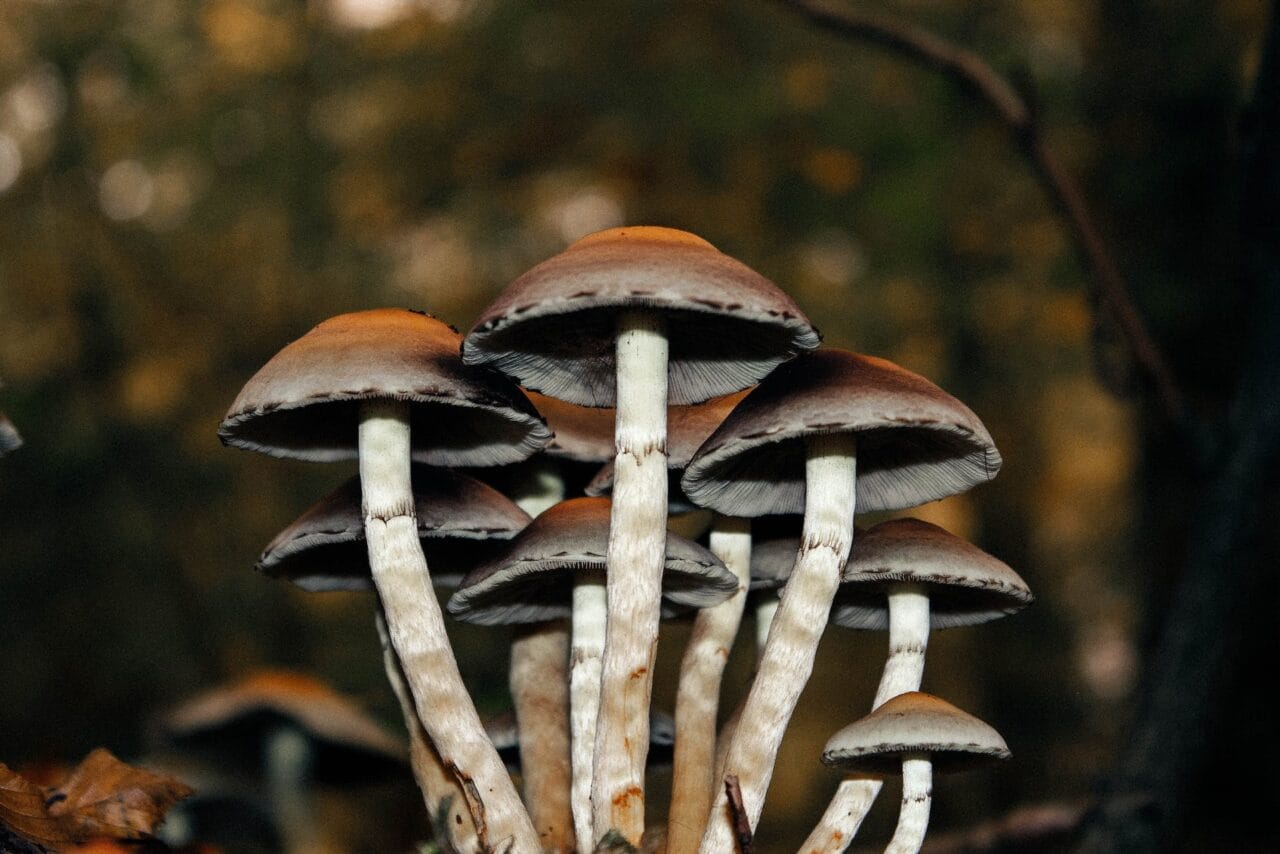 A Series of Cases on Microdose Mushrooms for Alleviating Chronic Pain