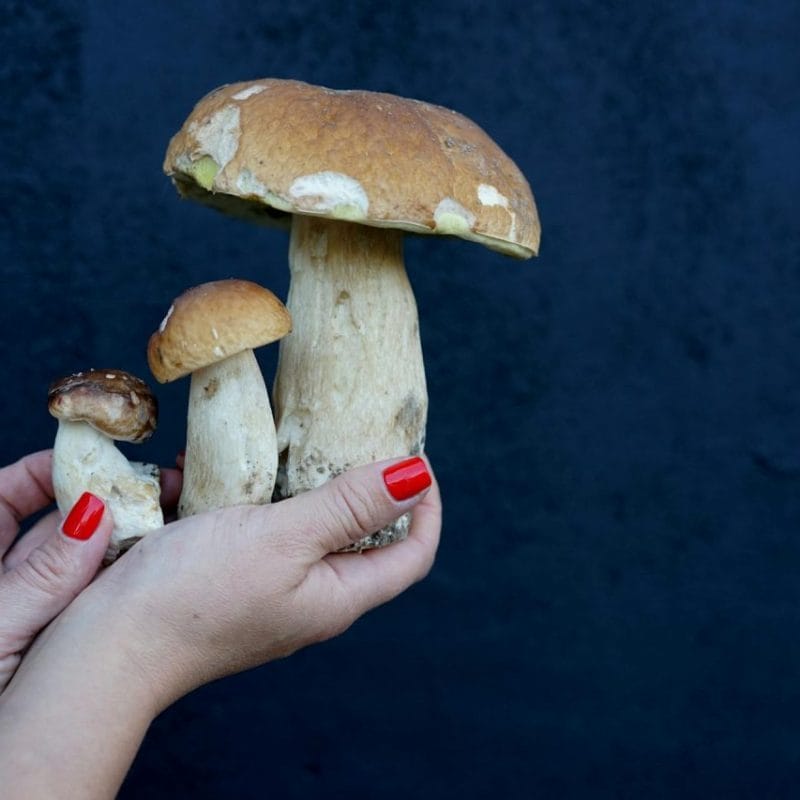 Shrooms Online | Shroomyz Canada