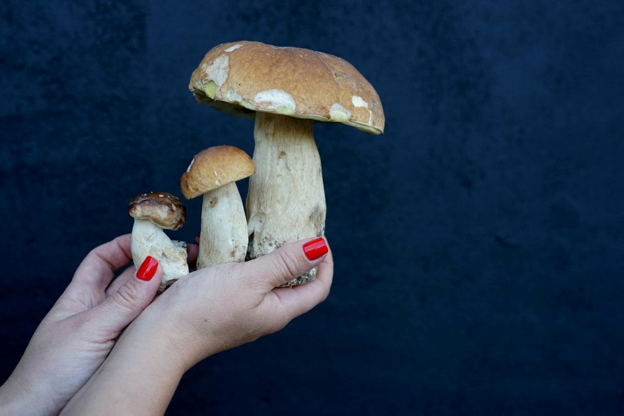 Five Essential Mushrooms to Try Near You