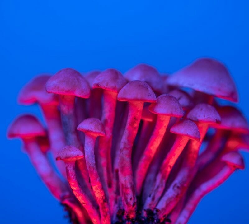 Shrooms Delivery in Canada | Shroomyz Canada