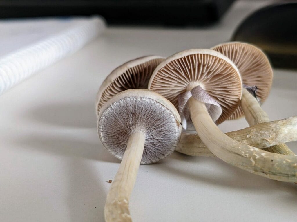 Magic Mushrooms at Shroomyz Canada
