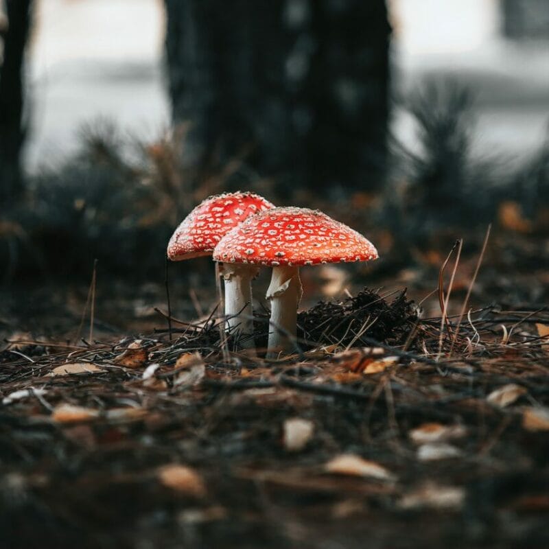 Shroom online delivery at Zoomies Canada | Shroomyz Canada