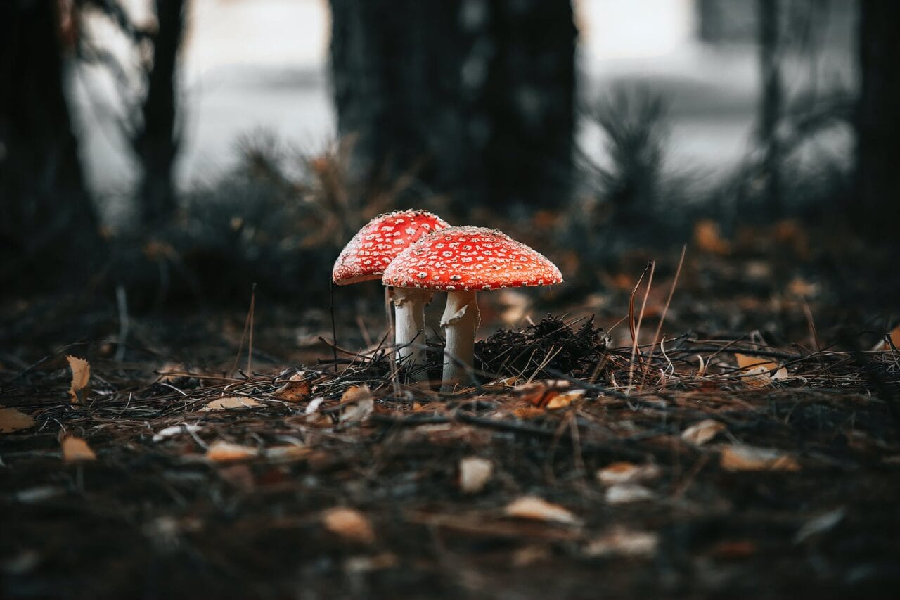 The Reshaping of Society by Psilocybin: Its Production, Exploration, and Forthcoming Path