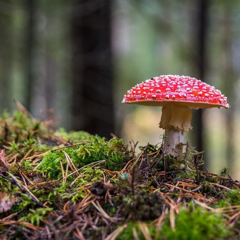 Shrooms Online in Canada | Shroomyz Canada