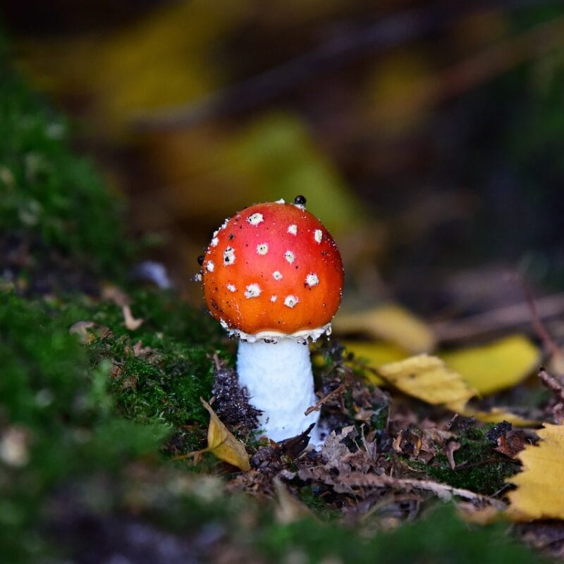 buy LSD online in Canada | Shroomyz Canada