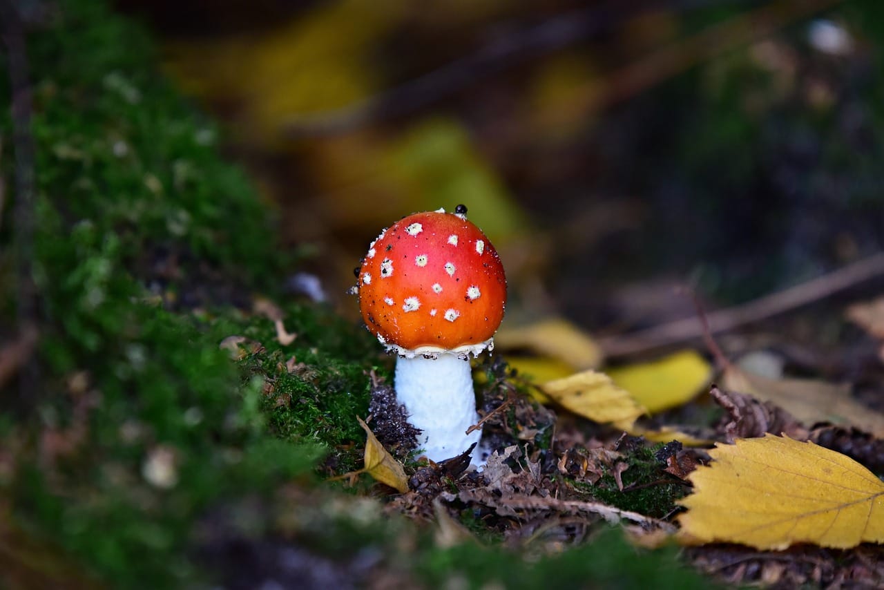 Can LSD Increase Happiness? Perspectives from Experts