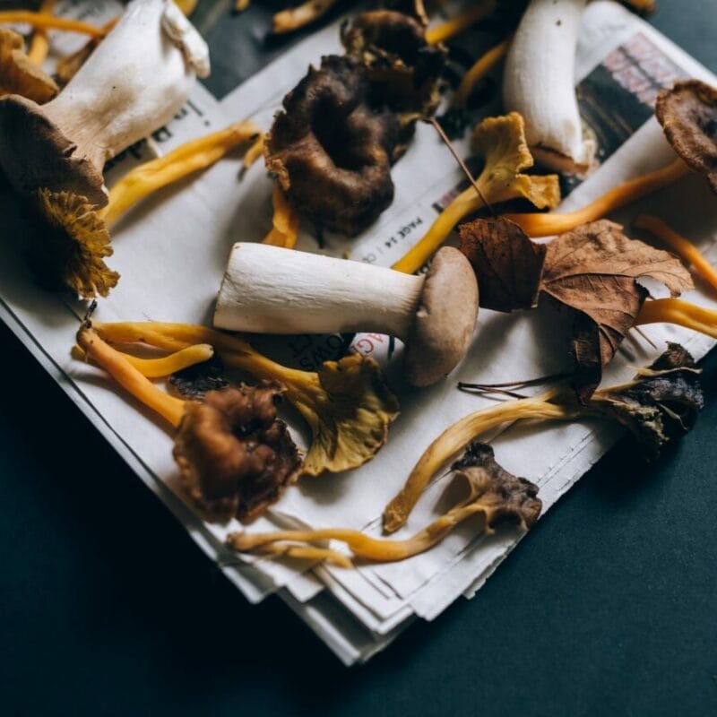 Mushroom chocolate at Zoomies Canada | Shroomyz Canada