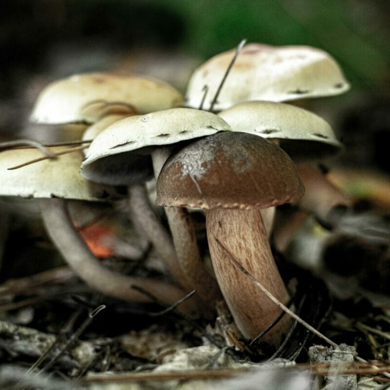 psilocybin mushroom | Shroomyz Canada