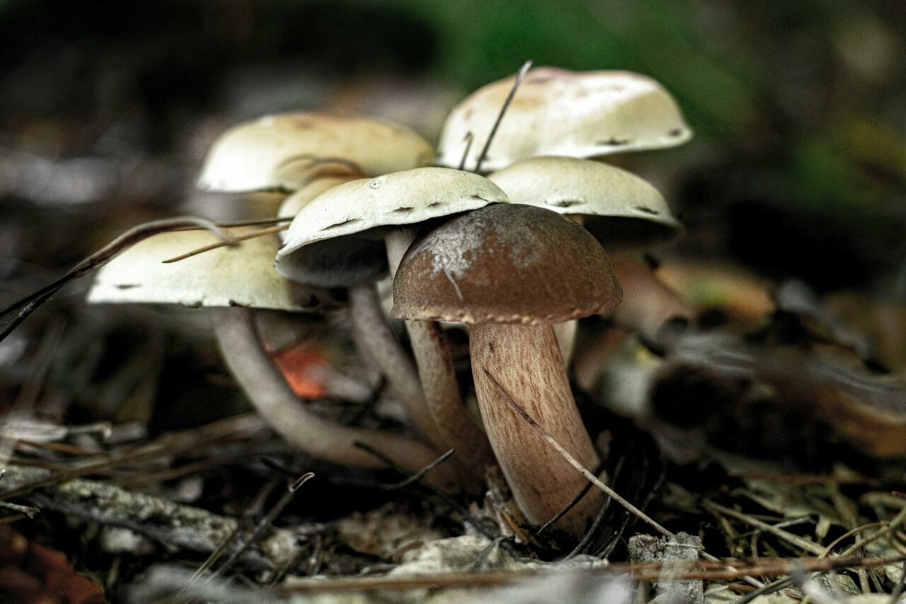 Comparing Brazilian and Costa Rican Magic Mushrooms: Which One Is Superior?